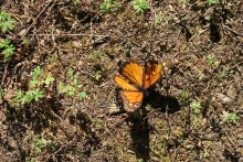 Monarchs at La Salud.