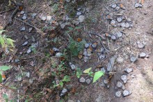 Deceased monarchs on forest floor.