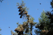 Monarchs at La Salud.