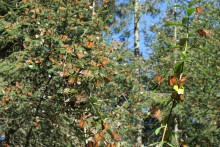 Monarchs at La Salud.