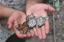 Dead monarchs in hands.