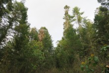 Forest in La Salud