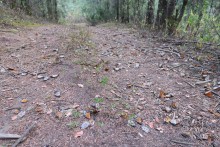 Dead monarchs on trail