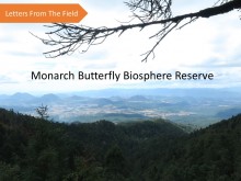 Monarch Butterfly biosphere reserve