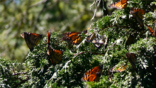 Monarchs mating