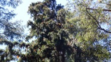 Monarchs flying at Cerro Pelon