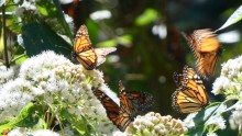 Nectaring monarchs.