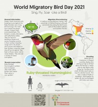 Ruby-throated Hummingbird infographic