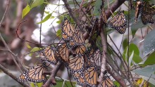 Monarch roost