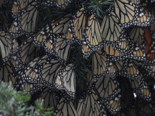 Clusters of monarchs at Cerro Pelon