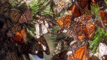 Clusters of monarchs 