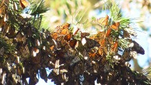 Clusters of monarchs 