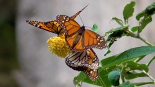 Monarchs at Pacific Grove, CA