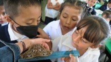 Students Measuring Wingspan of Moth