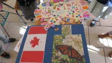 ambassador butterflies being delivered from canada