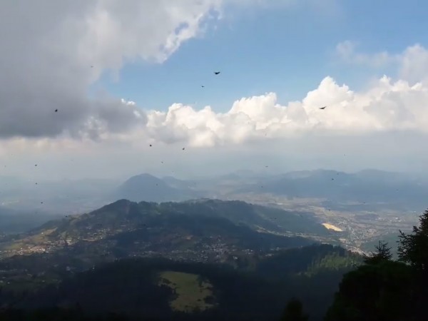 Photo of Monarchs arriving against mountain backdrop