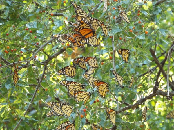 Photo of monarch butterflies in tree