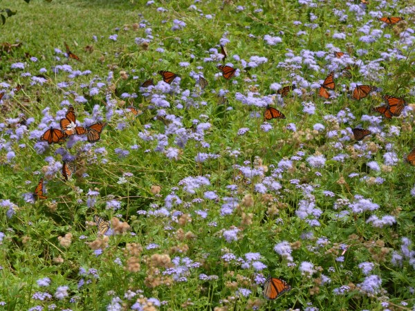 Photo of monarch butterflies in field