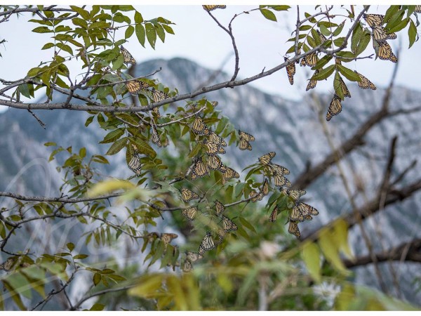 Photo of Monarchs on tree branches