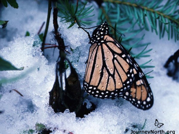 Photo of monarch butterfly on snow