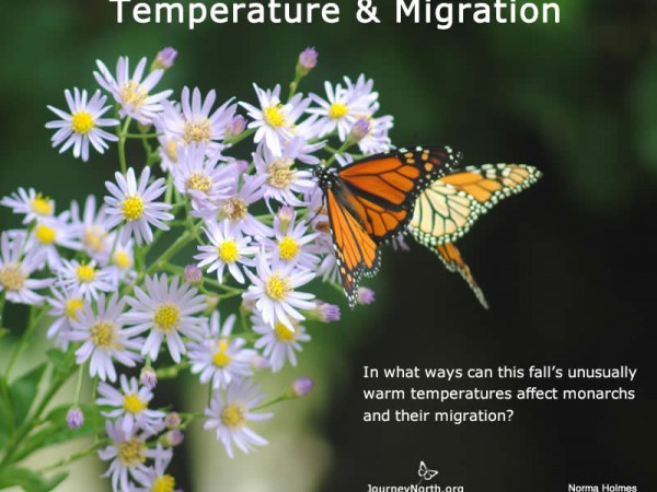 Temperature and Migration