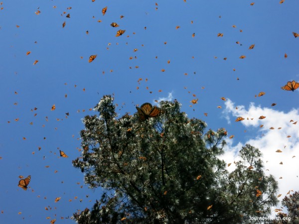 Monarch Butterflies flying from winter sanctuaries in Mexico.