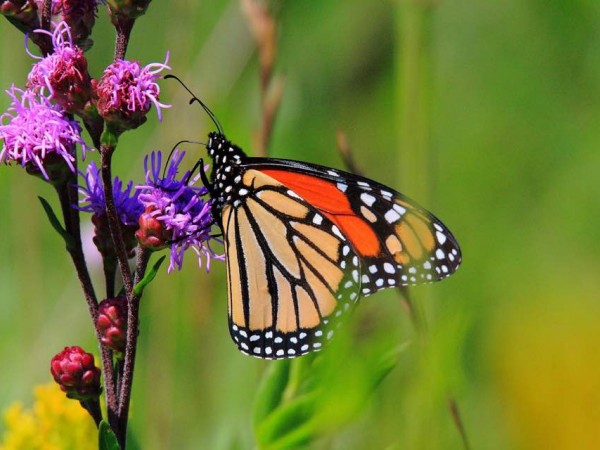 Monarch Butterflies nectaring from Blazing Stars