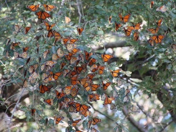 Picture of monarch butterflies roosting in trees in South Dakota during fall migration.