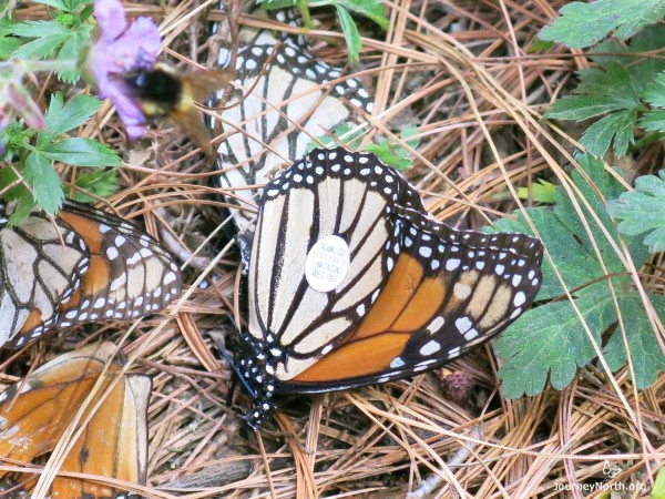 Monarch Butterfly with tag on wing on forest floor of monarch sanctuary in Mexico.