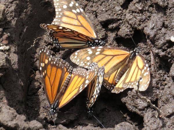 Monarch Butterflies drinking from a puddle