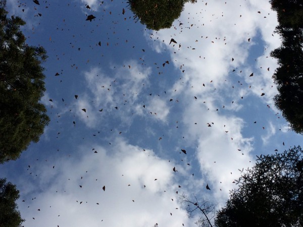 Monarch Butterflies flying at winter sanctuaries in Mexico.