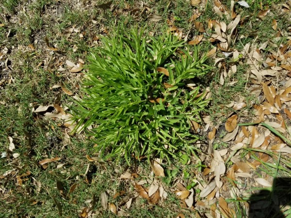 Picture of milkweed emerging in Texas