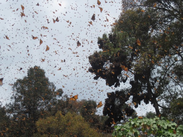 Image of monarch butterflies flying at sanctuary in Mexico