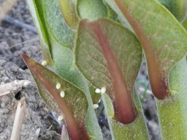 Image of monarch butterfly eggs on tiny, newly emerged milkweed.