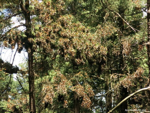 Photo of hundreds of monarch butterflies roosting in Mexico