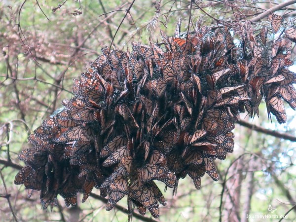 Picture of monarch butterflies roosting in trees in Mexico monarch sanctuary