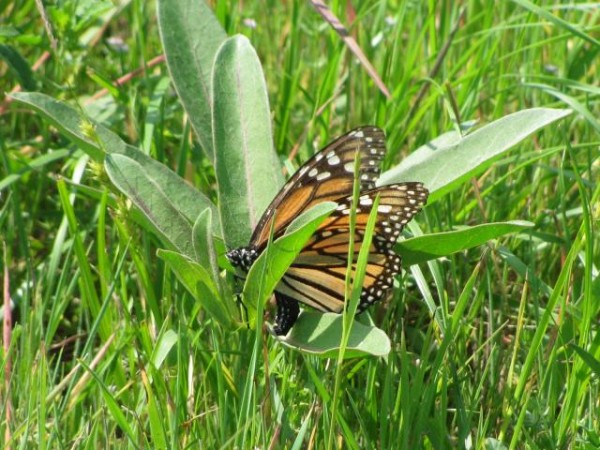 Image of Monarch Butterfly Laying Eggs