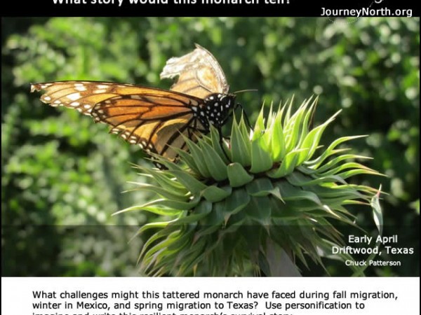 Monarch Butterfly Journal 