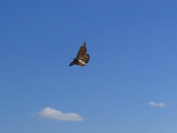 Image of first monarch butterfly reported from Kansas