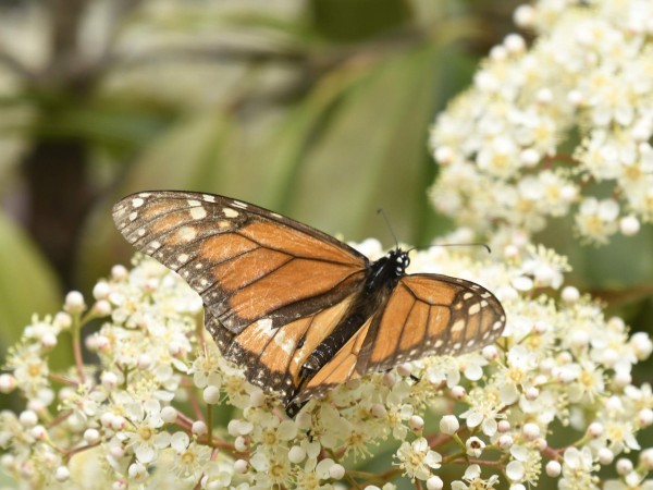Picture of Monarch Butterfly with very worn wings nectaring in Oklahoma.