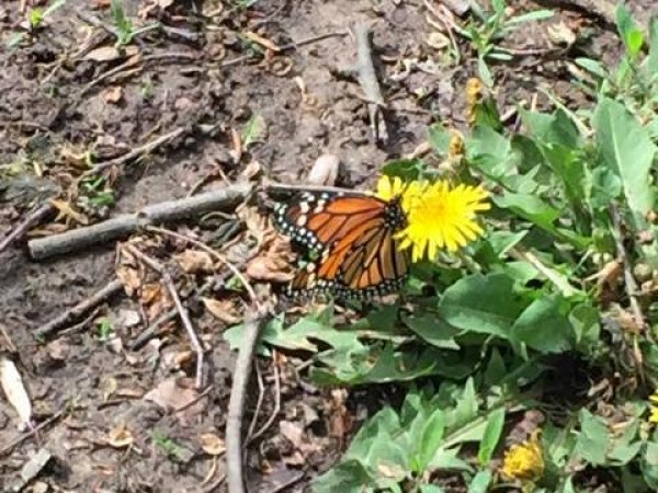 Image of First monarch butterfly sighting for New York
