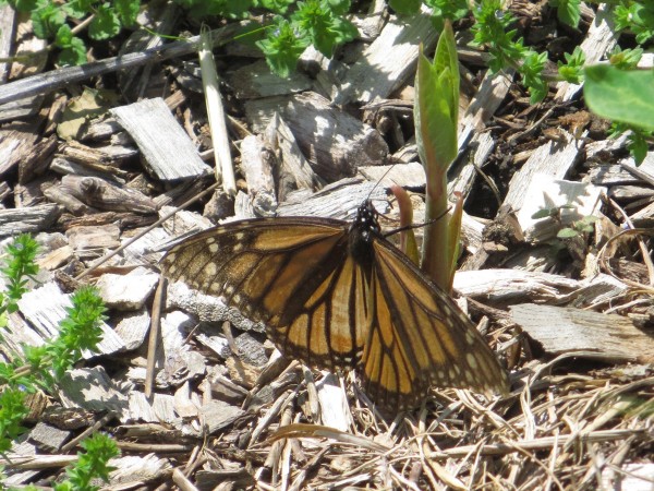 Female monarch with faded wings