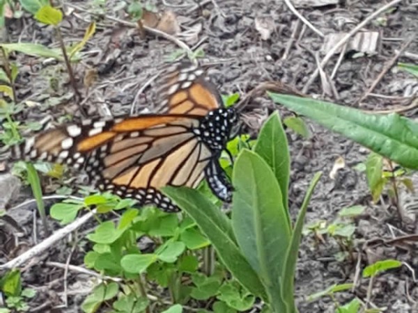 Image of Monarch Butterfly Laying Eggs in MN