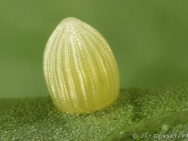 Picture of Monarch Butterfly egg