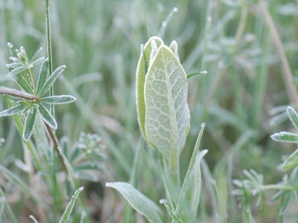 Image of milkweed with frost