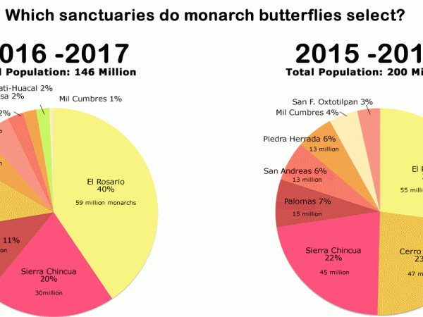 Pie charts showing population of monarch butterfly sanctuaries in Mexico