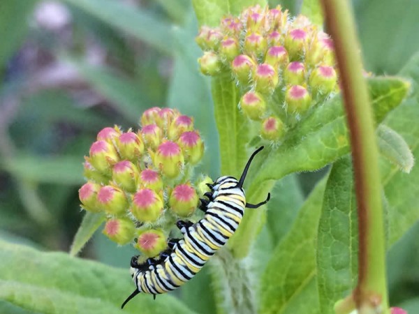 Image of monarch butterfly larvae on flowering milkweed
