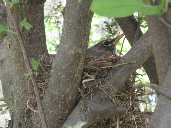 Image of a robin sitting on a nest