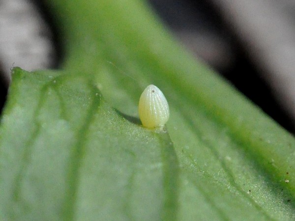 Image of a Monarch Butterfly Egg