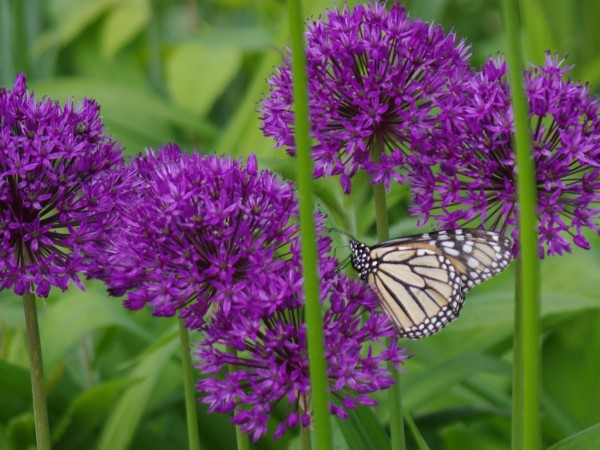 Image of Monarch Butterfly Necaring on Onion